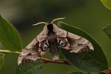 Smerinthus ocellata (Eyed Hawk-moth)