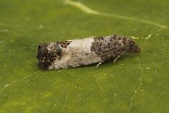 Spilonota ocellana (Bud Moth)