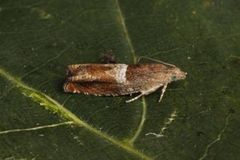 Epinotia tenerana (Orekveldvikler)