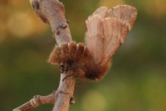 Ptilophora plumigera (Fjærtannspinner)