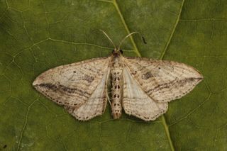Orthonama vittata (Oblique Carpet)