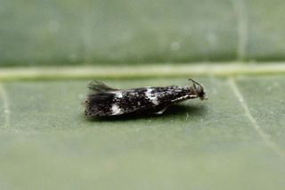 Elachista albifrontella (White-headed Dwarf)