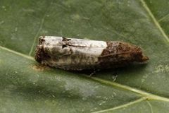 Notocelia roborana (Krattrosevikler)