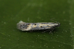 Athrips tetrapunctella (Northern Groundling)