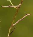 Ennomos alniaria (Canary-shouldered Thorn)
