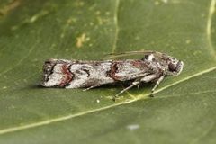 Pempelia palumbella (Lyngsmalmott)