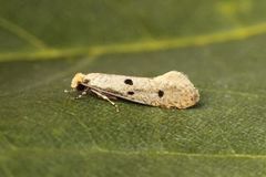 Tinea trinotella (Bird’s-nest Moth)