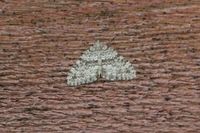 Entephria caesiata (Grey Mountain Carpet)