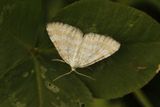 Perizoma albulata (Englundmåler)