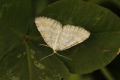 Perizoma albulata (Grass Rivulet)
