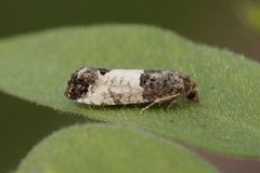 Spilonota ocellana (Epleknoppvikler)