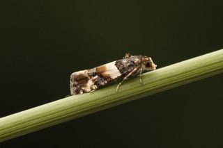 Lobesia bicinctana (Smørbukkskuddvikler)