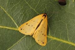 Setina irrorella (Dew Moth)