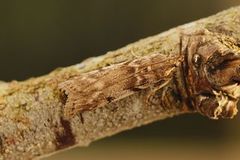 Zophodia grossulariella (Gooseberry Knot-horn)