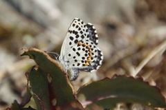 Scolitantides orion (Chequered Blue)