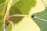 Furcula bicuspis (Hvit gaffelstjert)