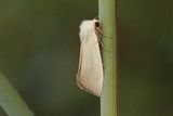Arenostola phragmitidis (Glansrørfly)