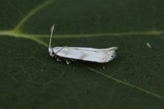Pseudopostega crepusculella (Mint Bent-wing)