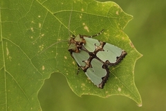 Staurophora celsia (Grønnbåndet rotfly)
