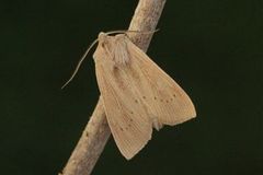 Rhizedra lutosa (Takrørfly)