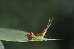 Furcula bicuspis (Alder Kitten)
