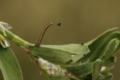 Idaea muricata (Purpurengmåler)