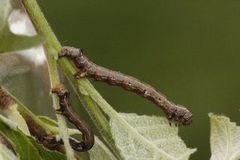 Colotois pennaria (Spinnermåler)
