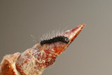 Poecilocampa populi (Høstspinner)