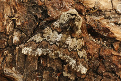 Biston strataria (Oak Beauty)