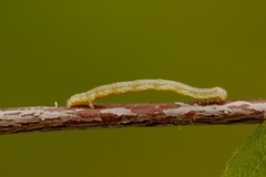 Ennomos quercinaria (August Thorn)