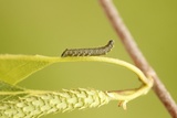 Endromis versicolora (Vårspinner)