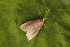 Hypena rostralis (Buttoned Snout)