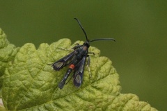 Synanthedon myopaeformis (Red-belted Clearwing)