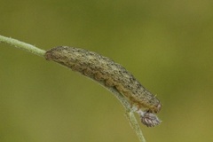Hecatera bicolorata (Tofargefly)