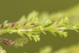 Chlorissa viridata (Small Grass Emerald)