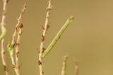 Chlorissa viridata (Small Grass Emerald)