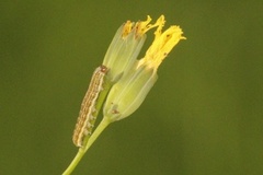 Hecatera bicolorata (Tofargefly)