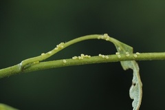 Angerona prunaria (Strekmåler)