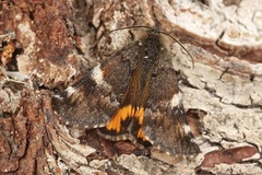 Archiearis parthenias (Orange Underwing)
