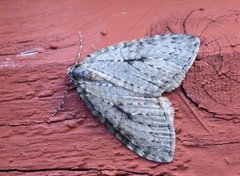 Epirrita autumnata (Autumnal Moth)
