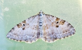 Xanthorhoe montanata (Silver-ground Carpet)