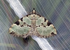 Colostygia pectinataria (Green Carpet)