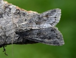 Polia bombycina (Vinkelhakefly)