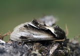 Pheosia gnoma (Lesser Swallow Prominent)