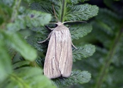 Mythimna impura (Brungult gressfly)