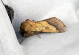 Pyrrhia umbra (Gullfagerfly)