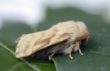Malacosoma castrensis (Båndringspinner)
