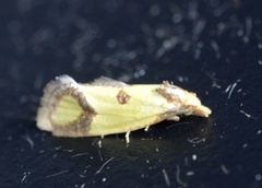 Agapeta zoegana (Knapweed Conch)