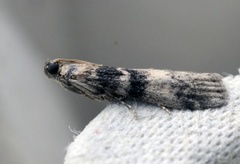Euzophera pinguis (Askesmalmott)