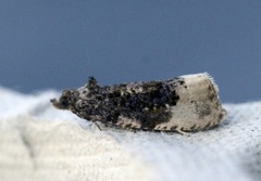 Hedya ochroleucana (Buff-tipped Marble)
